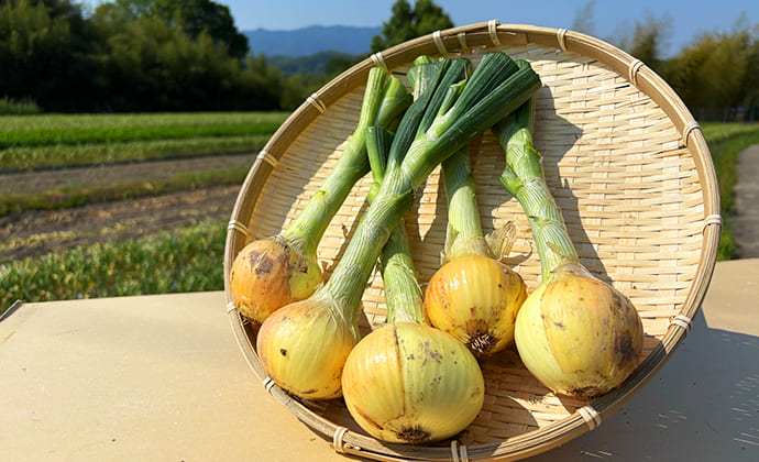 自然栽培（無農薬）の玉ねぎ